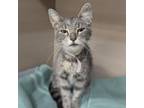 Adopt Max a Domestic Short Hair