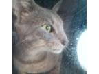 Adopt Paisley a Domestic Short Hair