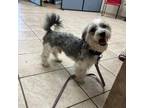 Adopt Pickle a Shih Tzu