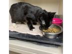Adopt Merlin a Domestic Short Hair