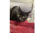 Adopt Torch a Domestic Short Hair