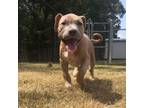 Adopt (Found) Pugsley a Pit Bull Terrier