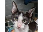 Adopt Eric a Domestic Short Hair