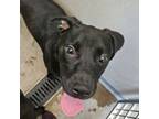 Adopt Wilson a Labrador Retriever