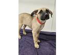 Adopt Jay a Pit Bull Terrier, Shepherd
