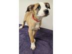 Adopt Franky a Pit Bull Terrier, Shepherd