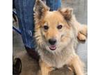 Adopt Poky a Shepherd