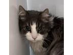 Adopt Apollo a Domestic Long Hair