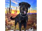 Adopt Bronco a Rottweiler