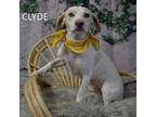 Adopt Clyde a Beagle