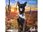 Adopt Sarge a Belgian Shepherd / Malinois