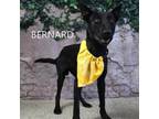 Adopt Bernard a German Shepherd Dog, Husky