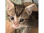 Adopt Banjo a Domestic Short Hair