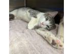 Adopt Cheeto a Domestic Short Hair