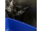 Adopt Butternut Squash a Domestic Long Hair