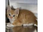Adopt Wiggly a Domestic Short Hair