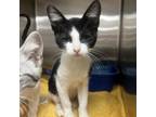 Adopt Messi a Domestic Short Hair