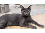 Adopt Flint Marshmallow a Tabby, Domestic Short Hair