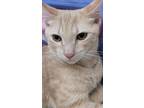 Adopt Sunny Marshmallow a Tabby, Domestic Short Hair