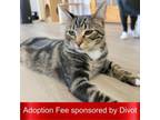 Adopt Mowgli a Domestic Short Hair