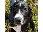 Adopt Mezzy a Pit Bull Terrier, Border Collie