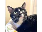 Adopt Baker a Domestic Short Hair
