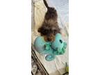 Adopt Papaya a Poodle, Mixed Breed