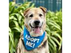 Adopt Pancho a German Shepherd Dog, Labrador Retriever