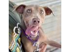 Adopt Bam Bam a Weimaraner, Mixed Breed