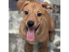 Adopt Gene a Mixed Breed