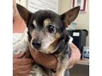 Adopt Bug a Mixed Breed