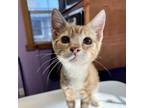 Adopt Burt a Domestic Short Hair