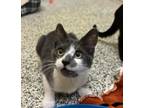 Adopt Klang a Domestic Short Hair