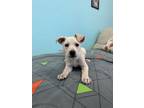 Adopt Weedle a Labrador Retriever