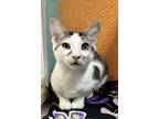 Adopt Bob a Domestic Short Hair
