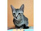 Adopt Teddy a Domestic Short Hair