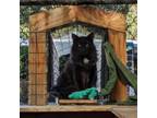 Adopt Quentin a Domestic Medium Hair