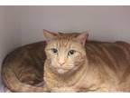 Adopt Oscar a Domestic Short Hair