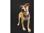 Adopt Johnny a Siberian Husky