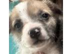 Adopt BUSTER BROWN a Poodle