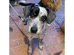 Adopt NIMBUS a Australian Cattle Dog / Blue Heeler, Mixed Breed