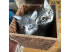 Adopt CRICKET a Domestic Medium Hair