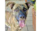 Adopt MAXIMUS a Mixed Breed