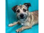 Adopt TOBY a Mixed Breed