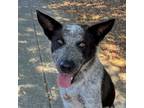 Adopt REX a Australian Cattle Dog / Blue Heeler