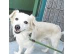 Adopt BO a Spaniel