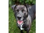 Adopt Boyfriend a Labrador Retriever, Mixed Breed