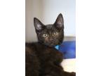 Adopt Tommy a Domestic Medium Hair