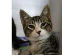 Adopt Boone a Domestic Short Hair