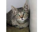 Adopt Gus Gus a Domestic Short Hair